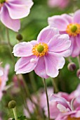 ANEMONE X HYBRIDA MONTROSE