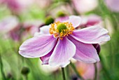 ANEMONE X HYBRIDA MONTROSE