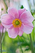 ANEMONE X HYBRIDA MONTROSE