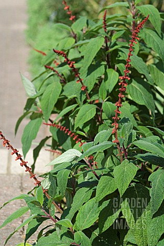 SALVIA_CONFERTIFLORA_LA_MORTOLA