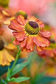 HELENIUM KARNEOL