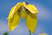 CLEMATIS HELIOS