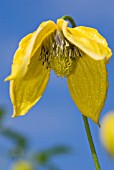 CLEMATIS HELIOS