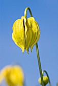 CLEMATIS HELIOS