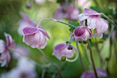 ANEMONE X HYBRIDA ELEGANS