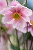 ANEMONE X HYBRIDA ELEGANS