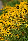 RUDBECKIA FULGIDA VAR DEAMII