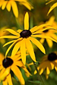 RUDBECKIA FULGIDA VAR DEAMII