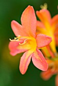 CROCOSMIA SEVERN SUNRISE