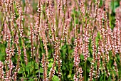 PERSICARIA AMPLEXICAULIS ROSEA