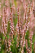 PERSICARIA AMPLEXICAULIS ROSEA