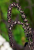 ACTAEA SIMPLEX PINK SPIKE, BUDS