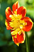 DAHLIA POOH