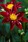 DAHLIA DON HILL