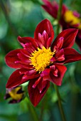 DAHLIA DON HILL