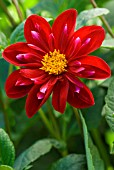 DAHLIA CASCADE KEN