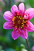 DAHLIA TWYNINGS PINK FISH