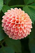 DAHLIA DIKARA APRICOT