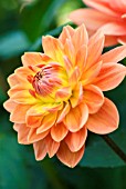 DAHLIA CHARLIE DIMMOCK