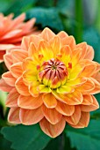 DAHLIA CHARLIE DIMMOCK