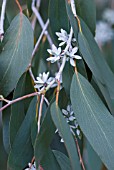 EUCALYPTUS PAUCIFLORA SUBS DEBEUZEVILLEI