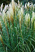 CORTADERIA SELLOANA PUMILA ,PAMPASS GRASS