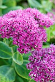 SEDUM SPECTABILE BRILLIANT