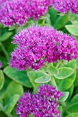 SEDUM SPECTABILE BRILLIANT