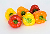 CAPSICUM ANNUUM BELL PEPPER