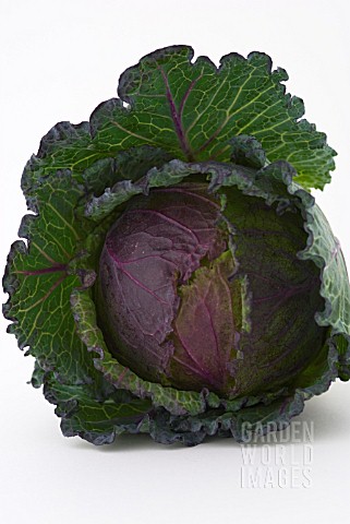 CABBAGE_JANUARY_KING