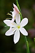 SCHIZOSTYLIS COCCINEA PINK PRINCESS KAFFIR LILY