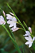 SCHIZOSTYLIS COCCINEA PINK PRINCESS KAFFIR LILY