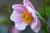 ANEMONE X HYBRIDA RICHARD AHRENS