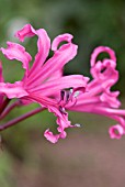 NERINE BOWDENII MARK FENWICK