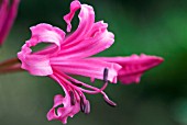 NERINE BOWDENII MARK FENWICK