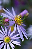 ASTER PYRENAEUS LUTETIA