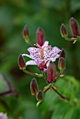 TRICYRTIS MATSUKAZE