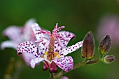 TRICYRTIS MATSUKAZE