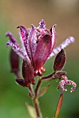 TRICYRTIS SHIMONE