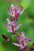 TRICYRTIS SHIMONE