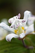 TRICYRTIS LATIFOLIA OR ALSO KNOWN AS LATIFOLIA HIRTA WHITE TOWERS TOAD LILY