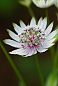 ASTRANTIA MAJOR COTTAGE HERBERY