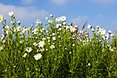 LEUCANTHEMELLA SEROTINA