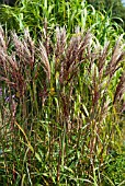 MISCANTHUS SINENSIS DAVID