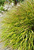 HAKONECHLOA MACRA AUREOLA