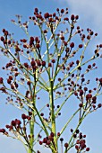 ERYNGIUM PANDANIFOLIUM PHYSIC PURPLE