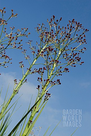 ERYNGIUM_PANDANIFOLIUM_PHYSIC_PURPLE