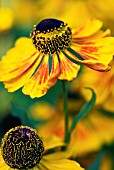 HELENIUM KOKARDE CONEFLOWER