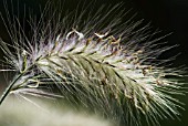 PENNISETUM VILLOSUM ABYSSINIAN FEATHERTOP