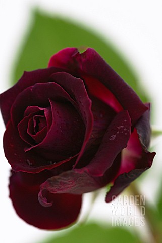 ROSA_PAPA_MEILLAND_ROSE